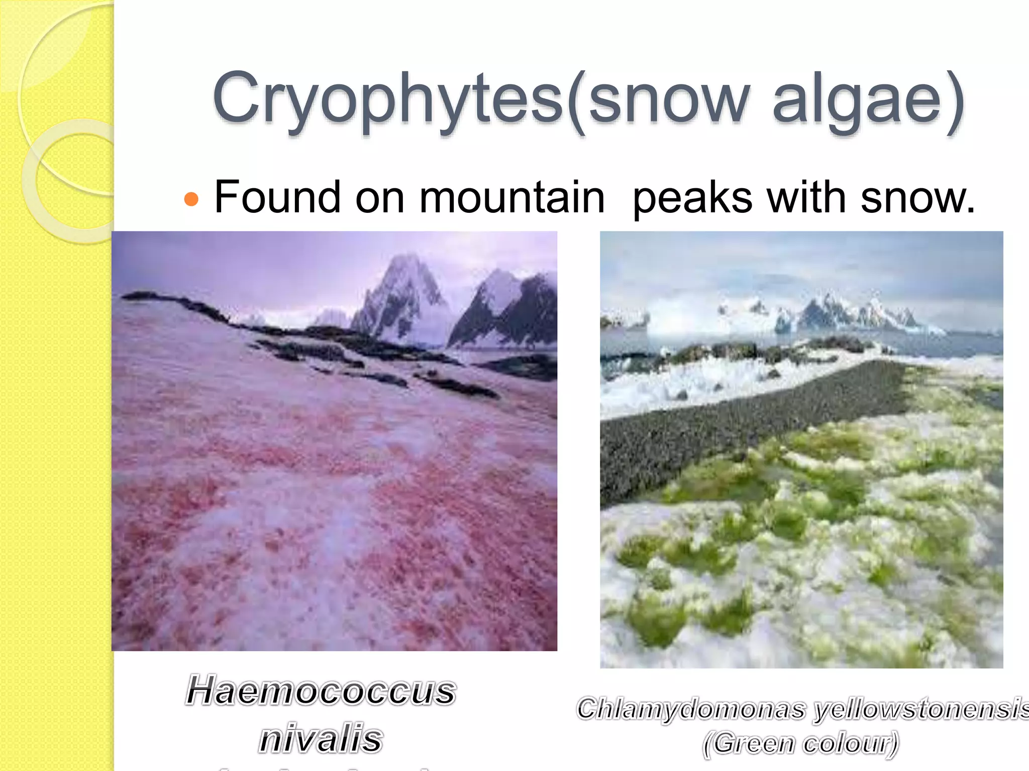 Cryophytes(snow algae)
 Found on mountain peaks with snow.
 