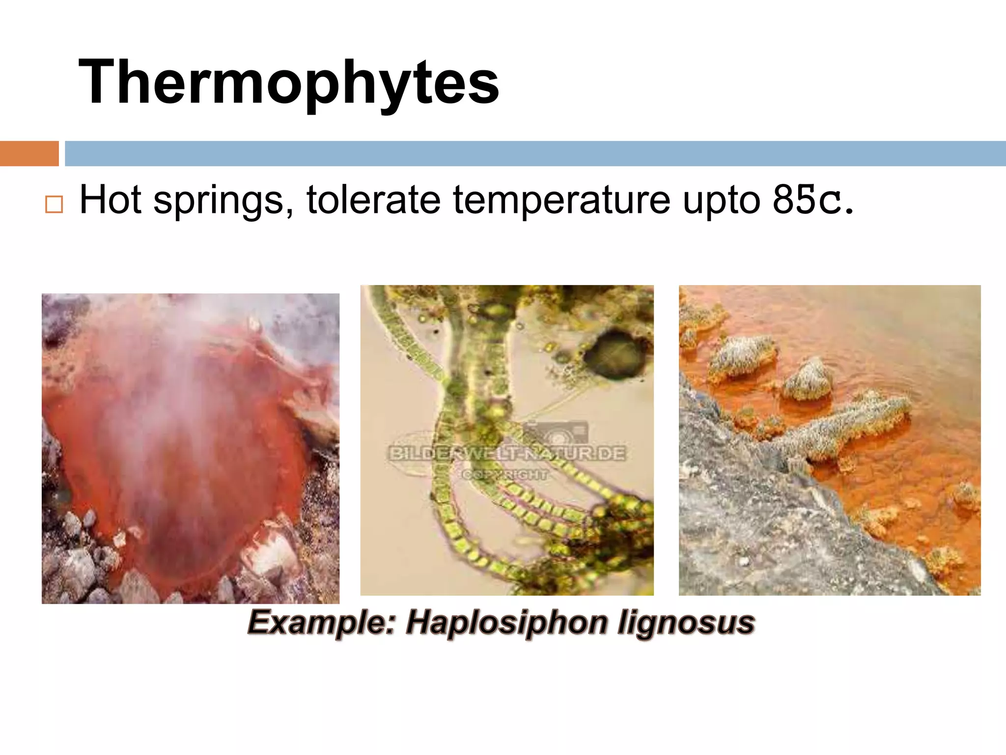 Thermophytes
 Hot springs, tolerate temperature upto 85c.
 