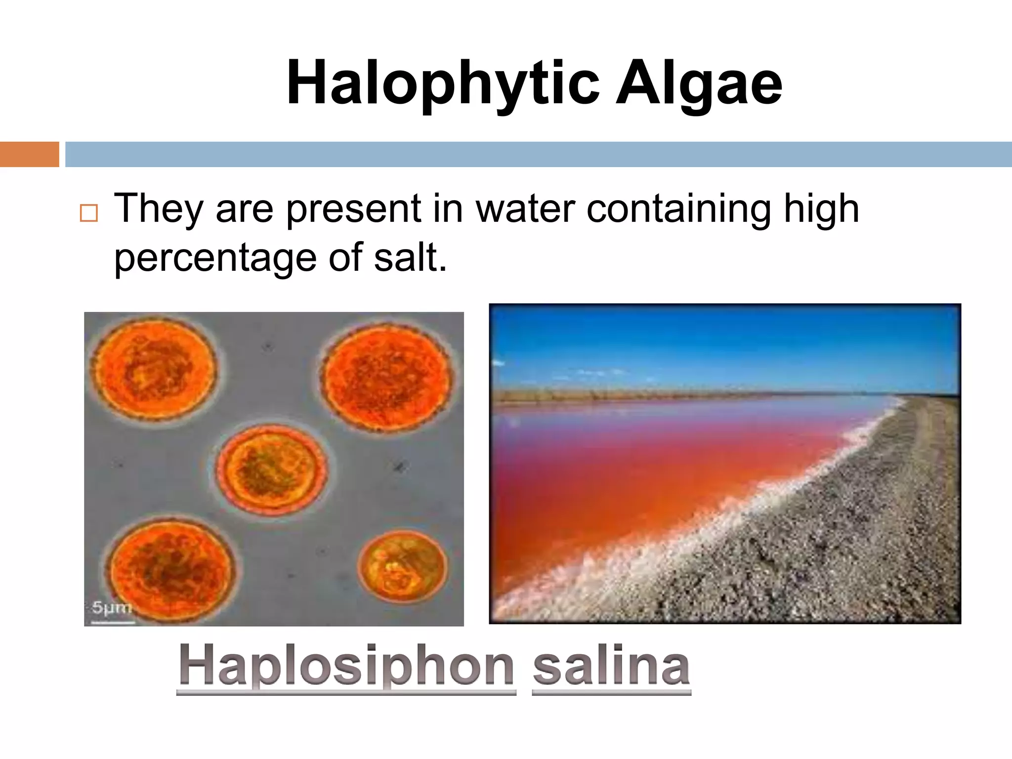 Halophytic Algae
 They are present in water containing high
percentage of salt.
 