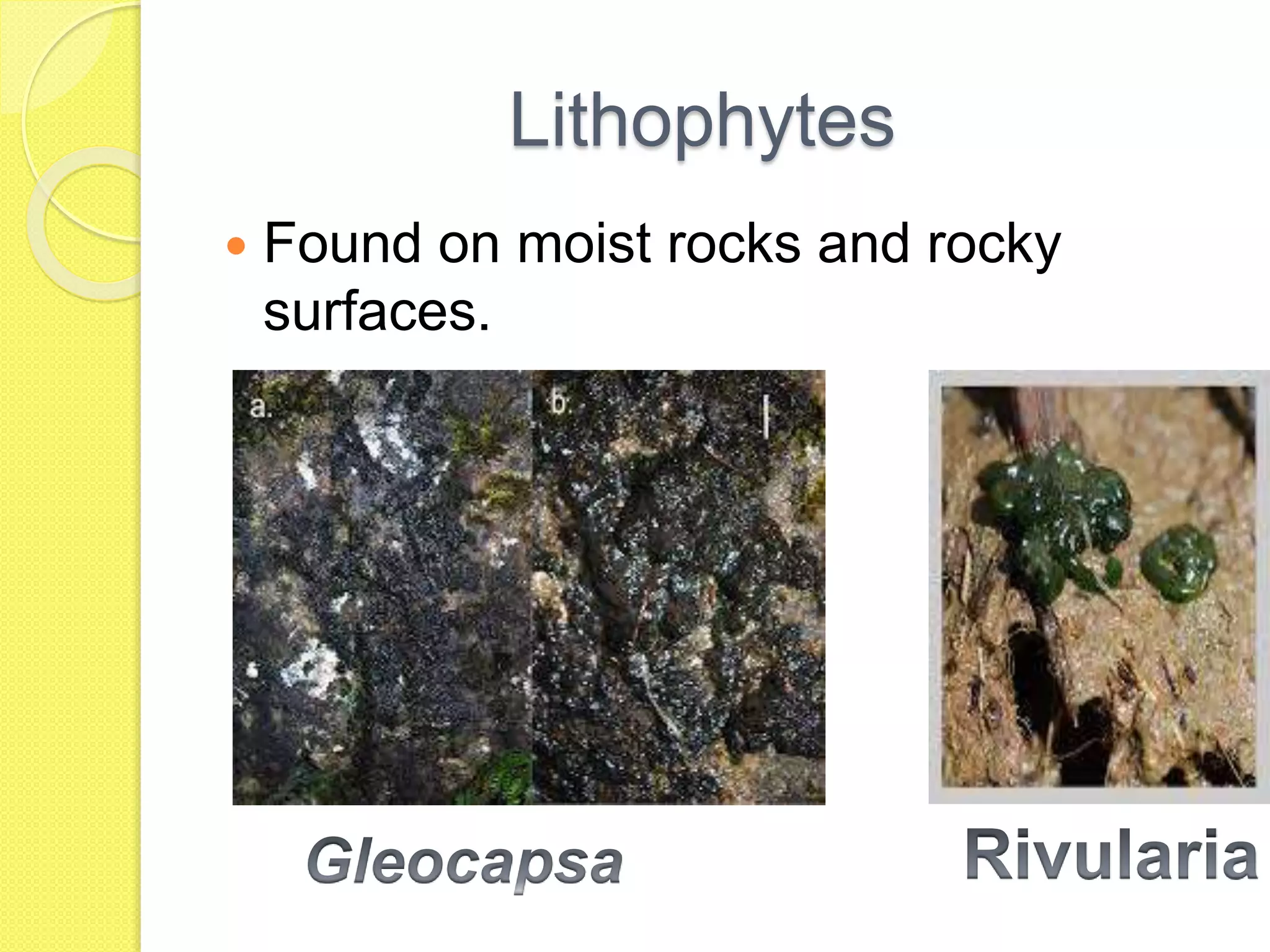 Lithophytes
 Found on moist rocks and rocky
surfaces.
 