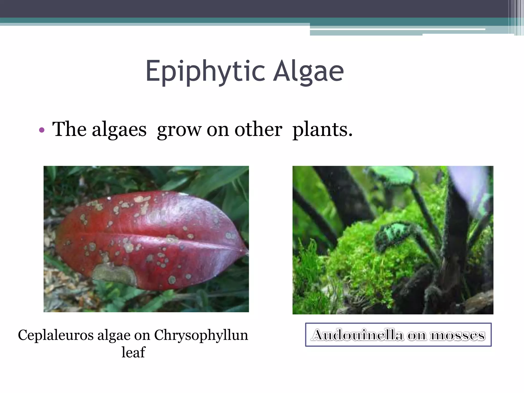 Epiphytic Algae
• The algaes grow on other plants.
Ceplaleuros algae on Chrysophyllun
leaf
 