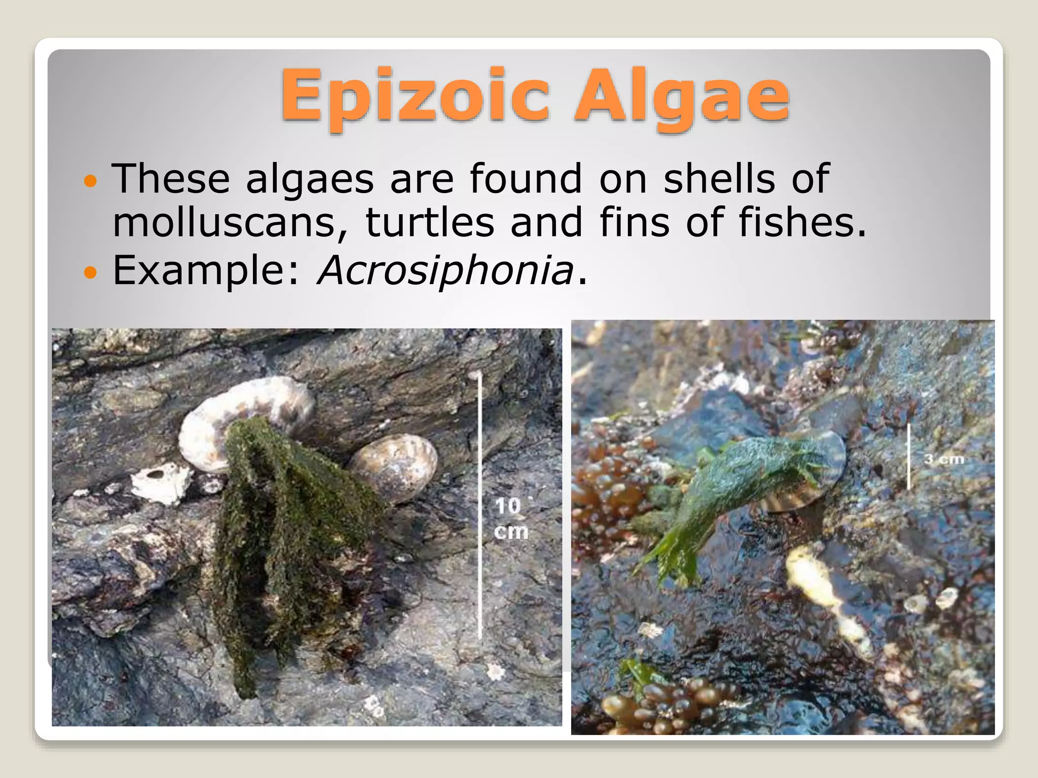 Epizoic Algae
 These algaes are found on shells of
molluscans, turtles and fins of fishes.
 Example: Acrosiphonia.
 