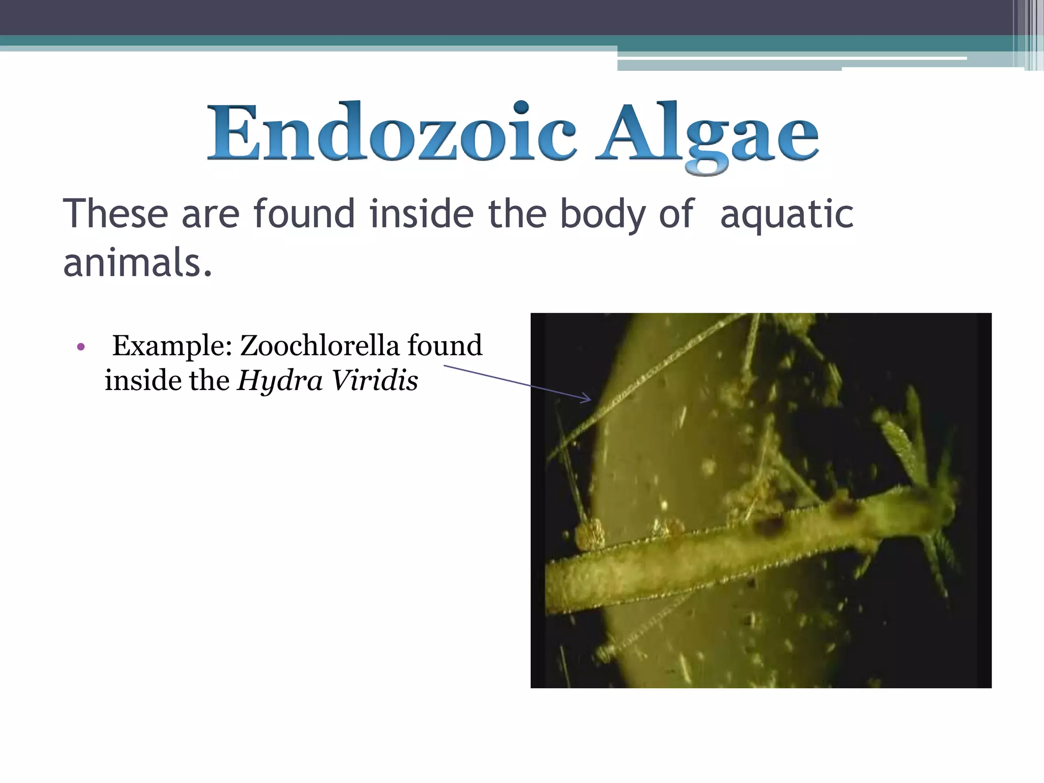 These are found inside the body of aquatic
animals.
• Example: Zoochlorella found
inside the Hydra Viridis
 