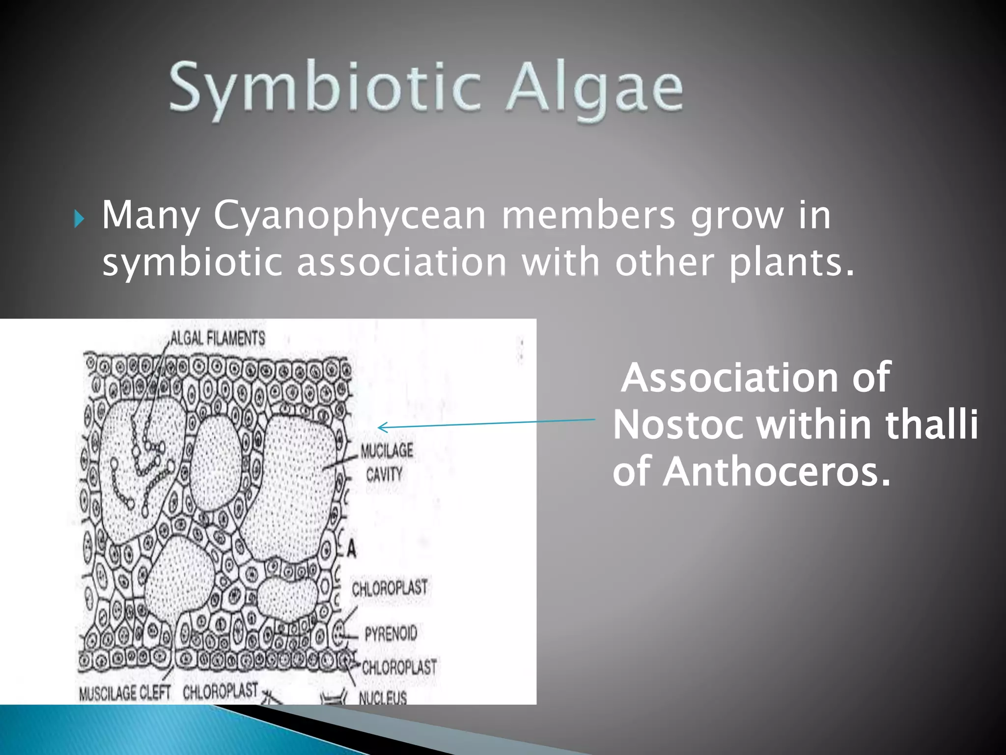  Many Cyanophycean members grow in
symbiotic association with other plants.
Association of
Nostoc within thalli
of Anthoceros.
 