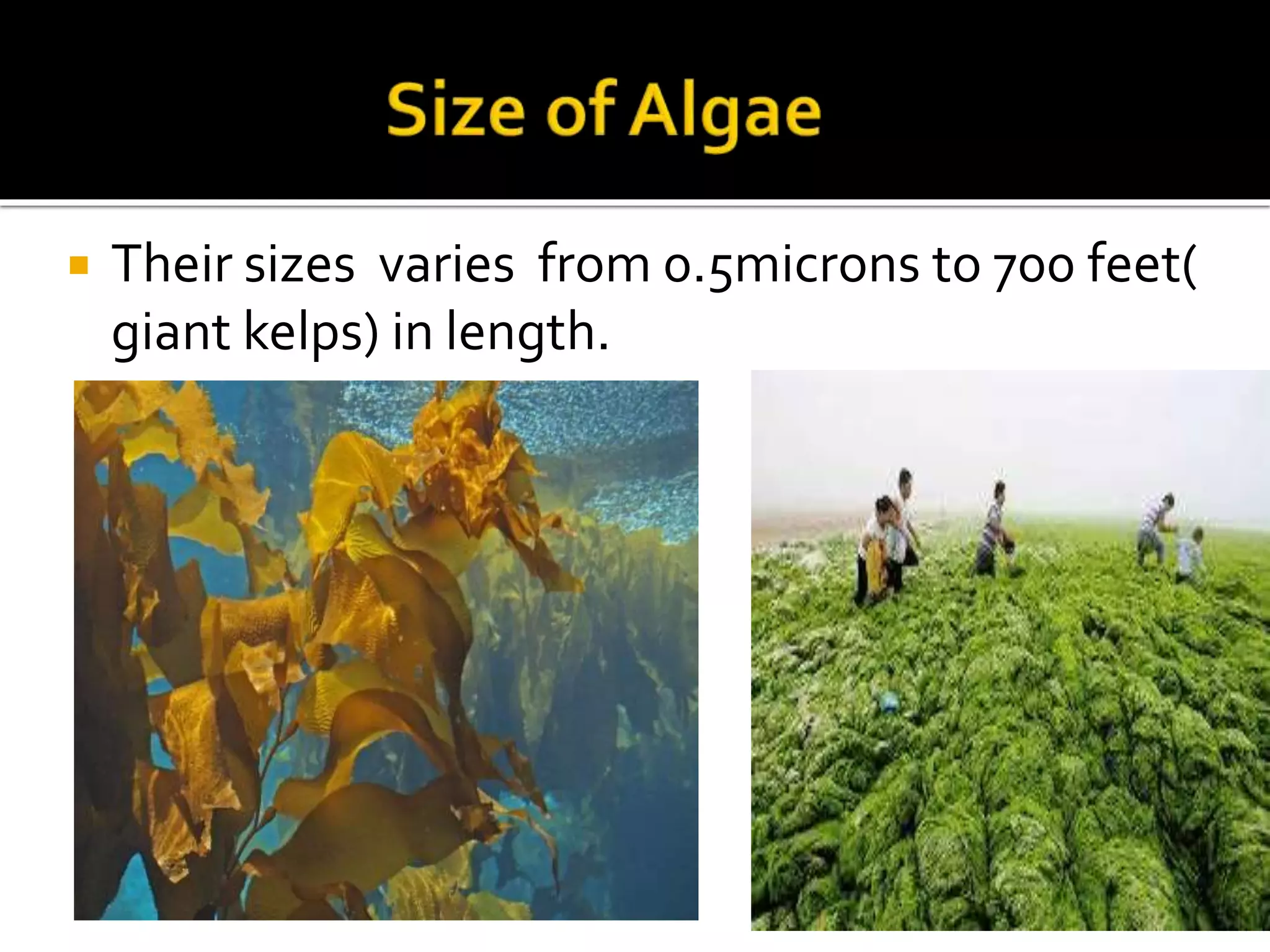  Their sizes varies from 0.5microns to 700 feet(
giant kelps) in length.
 
