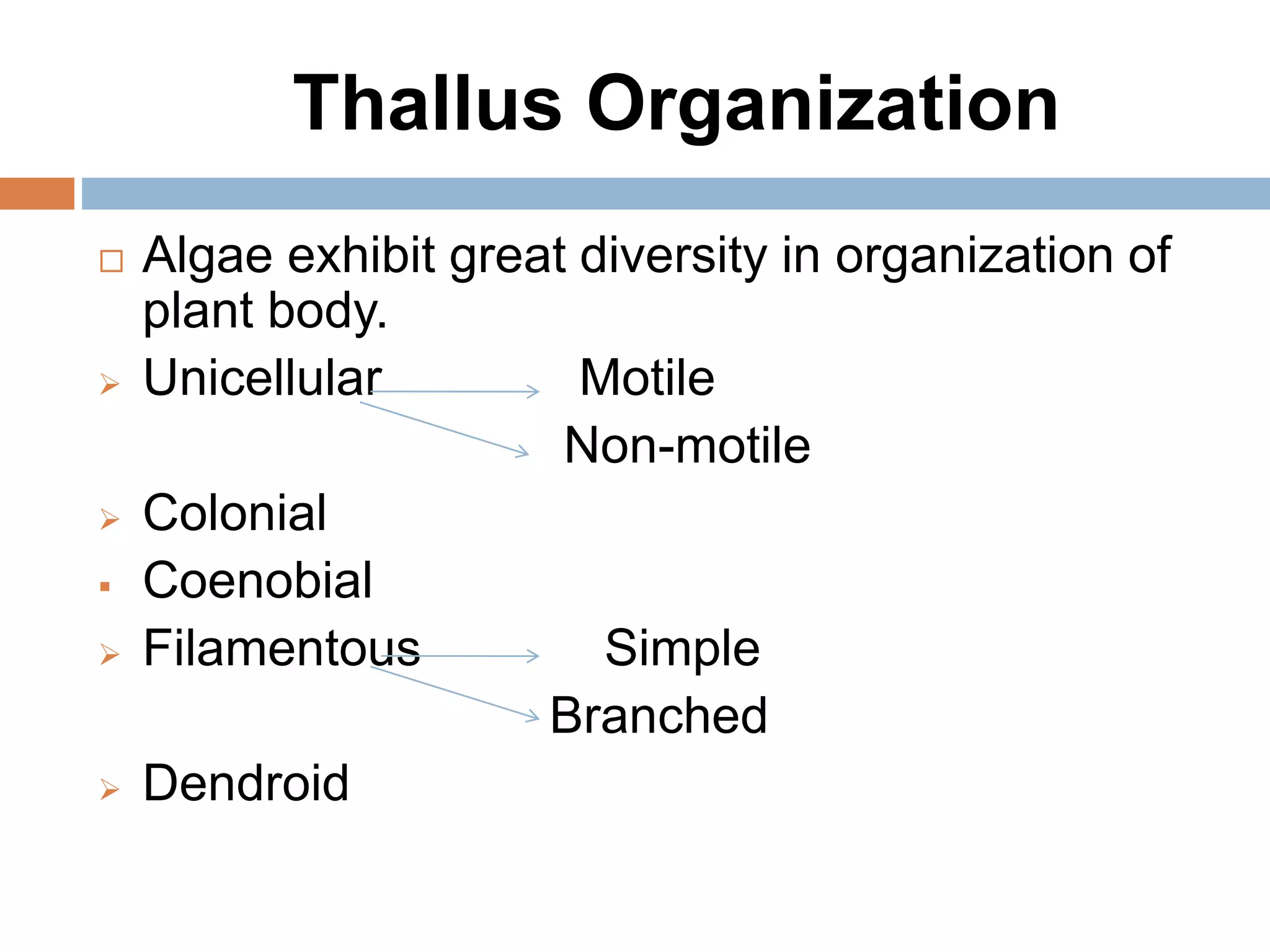 Thallus Organization
 Algae exhibit great diversity in organization of
plant body.
 Unicellular Motile
Non-motile
 Colonial
 Coenobial
 Filamentous Simple
Branched
 Dendroid
 