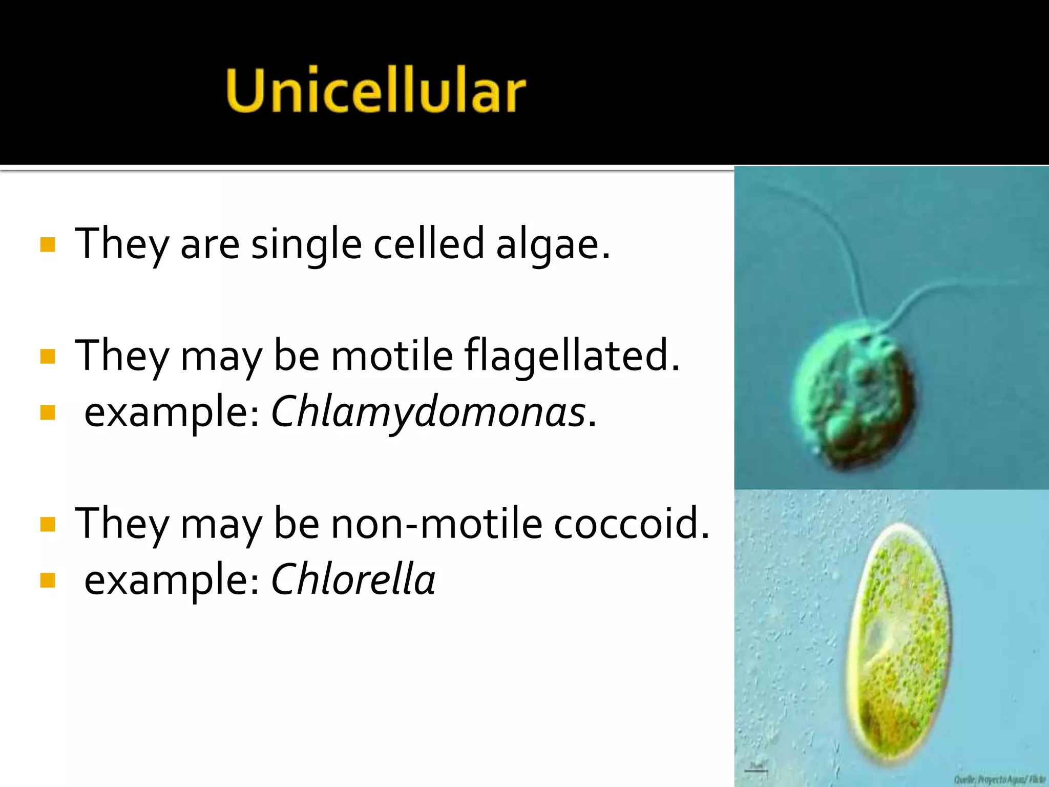  They are single celled algae.
 They may be motile flagellated.
 example: Chlamydomonas.
 They may be non-motile coccoid.
 example: Chlorella
 