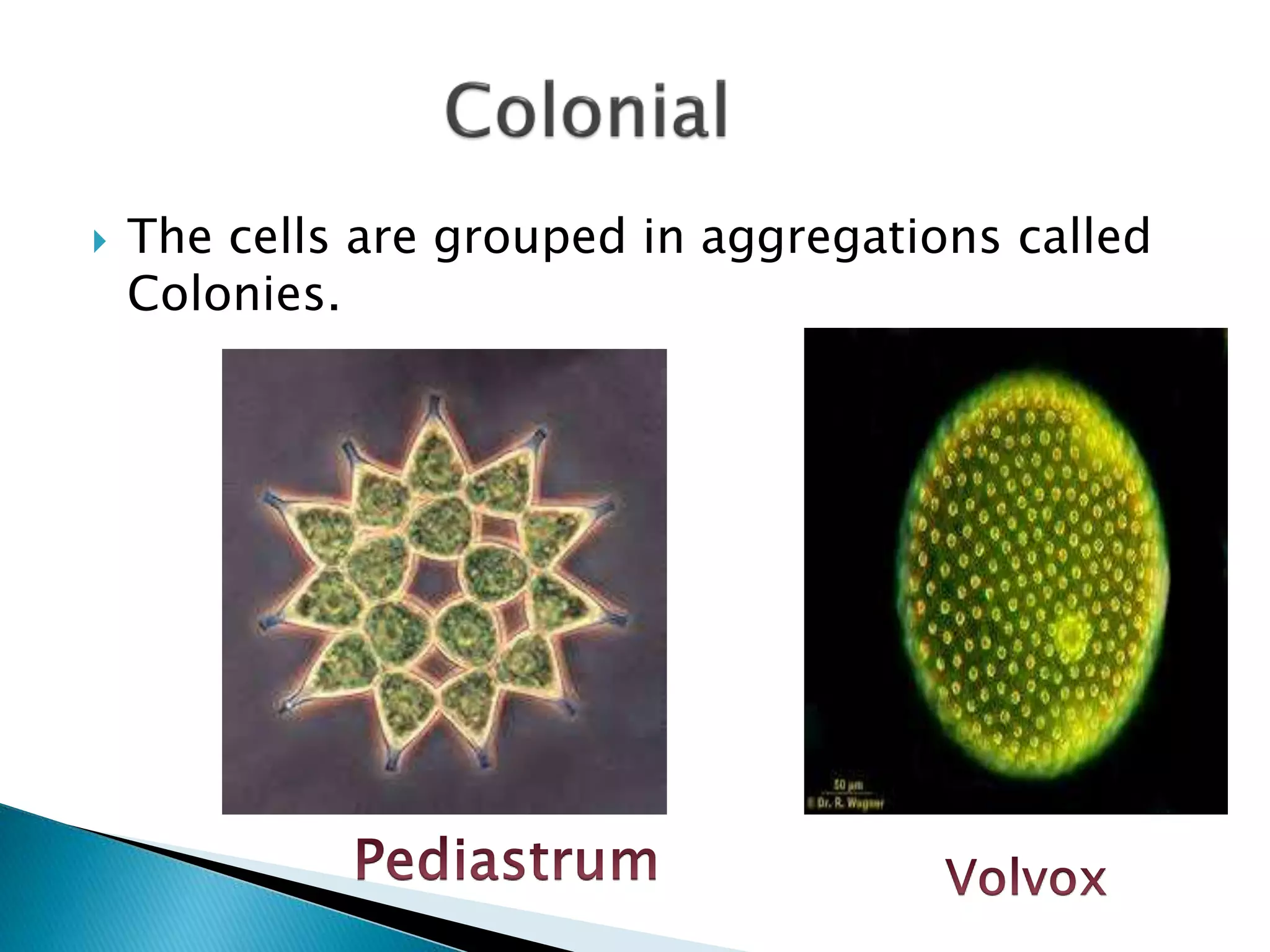  The cells are grouped in aggregations called
Colonies.
 