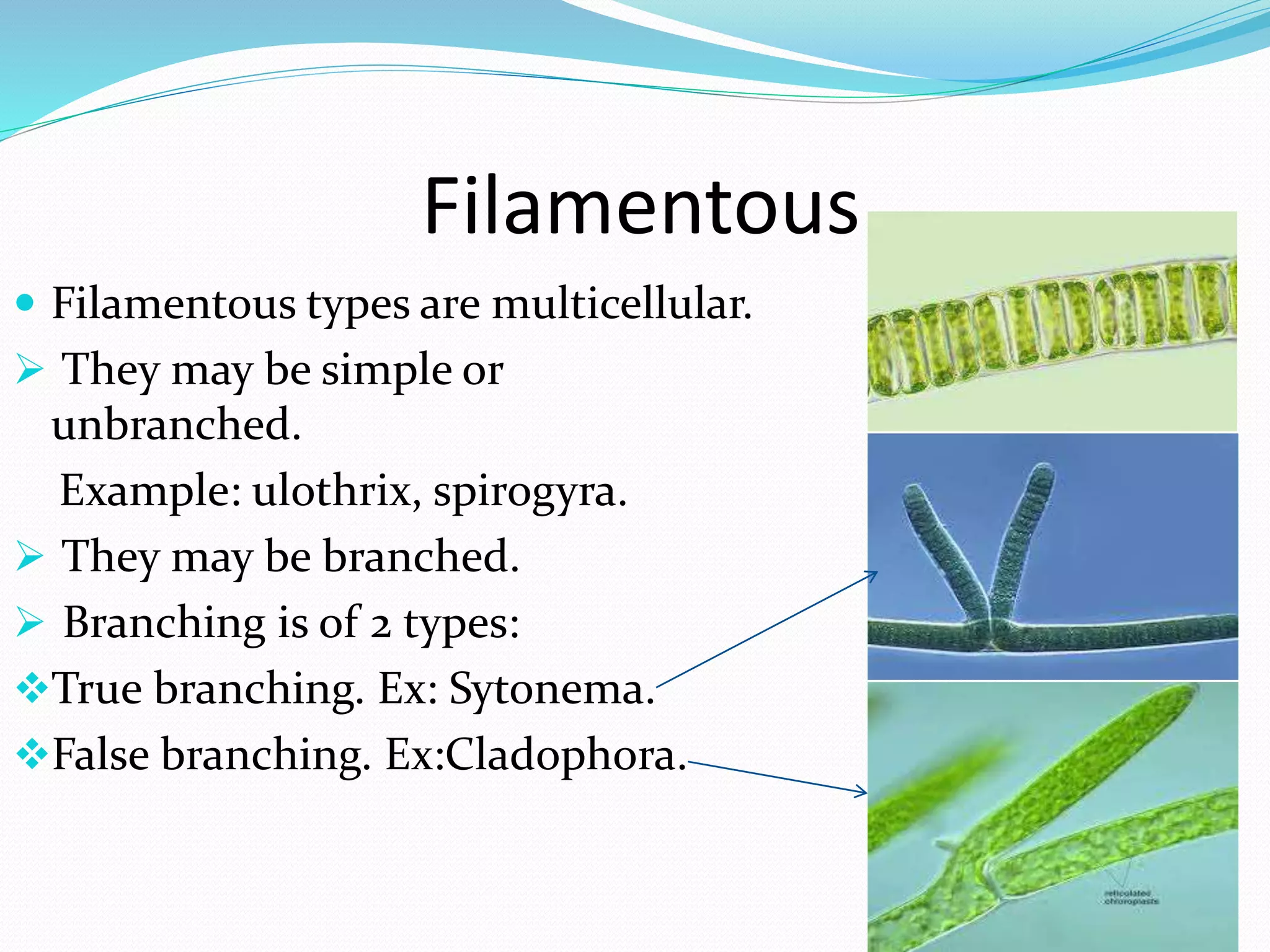 Filamentous
 Filamentous types are multicellular.
 They may be simple or
unbranched.
Example: ulothrix, spirogyra.
 They may be branched.
 Branching is of 2 types:
True branching. Ex: Sytonema.
False branching. Ex:Cladophora.
 