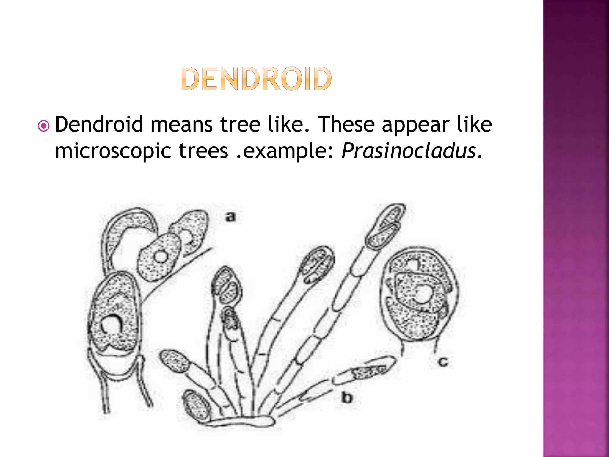  Dendroid means tree like. These appear like
microscopic trees .example: Prasinocladus.
 