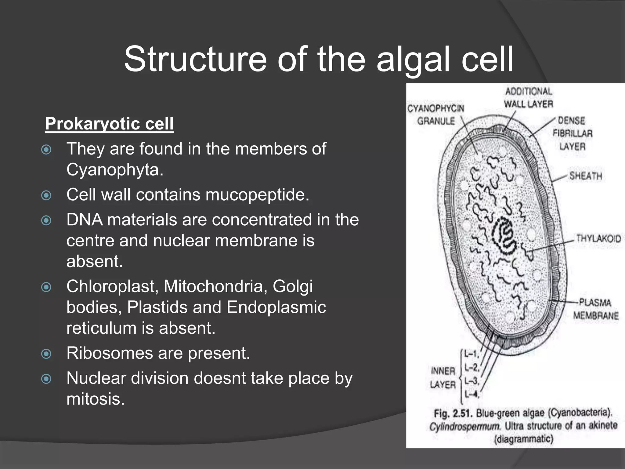 Structure of the algal cell
Prokaryotic cell
 They are found in the members of
Cyanophyta.
 Cell wall contains mucopeptide.
 DNA materials are concentrated in the
centre and nuclear membrane is
absent.
 Chloroplast, Mitochondria, Golgi
bodies, Plastids and Endoplasmic
reticulum is absent.
 Ribosomes are present.
 Nuclear division doesnt take place by
mitosis.
 