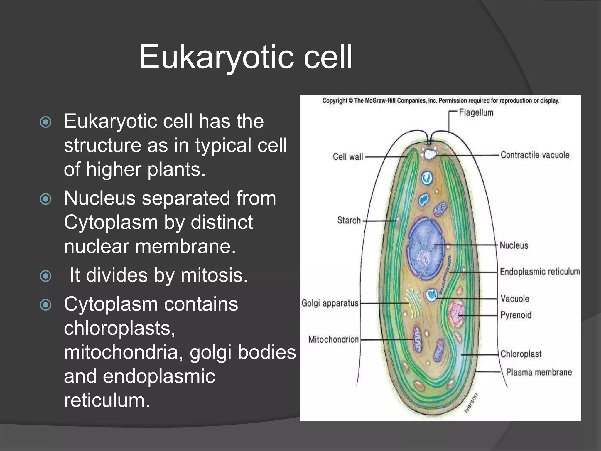 Eukaryotic cell
 Eukaryotic cell has the
structure as in typical cell
of higher plants.
 Nucleus separated from
Cytoplasm by distinct
nuclear membrane.
 It divides by mitosis.
 Cytoplasm contains
chloroplasts,
mitochondria, golgi bodies
and endoplasmic
reticulum.
 