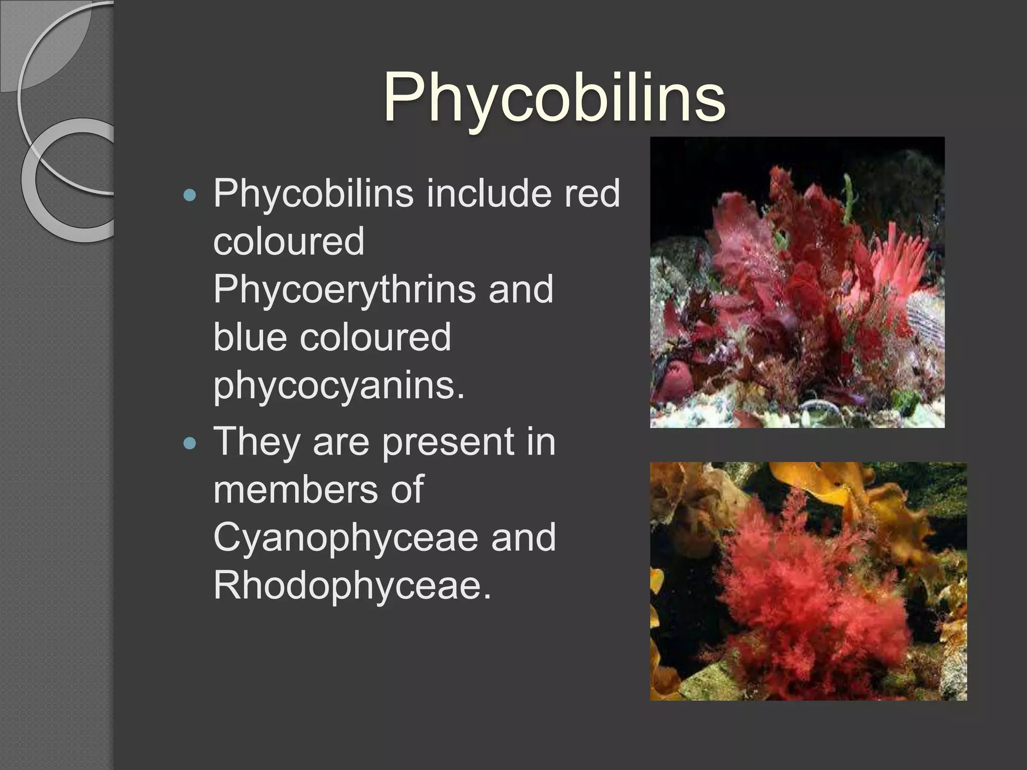 Phycobilins
 Phycobilins include red
coloured
Phycoerythrins and
blue coloured
phycocyanins.
 They are present in
members of
Cyanophyceae and
Rhodophyceae.
 