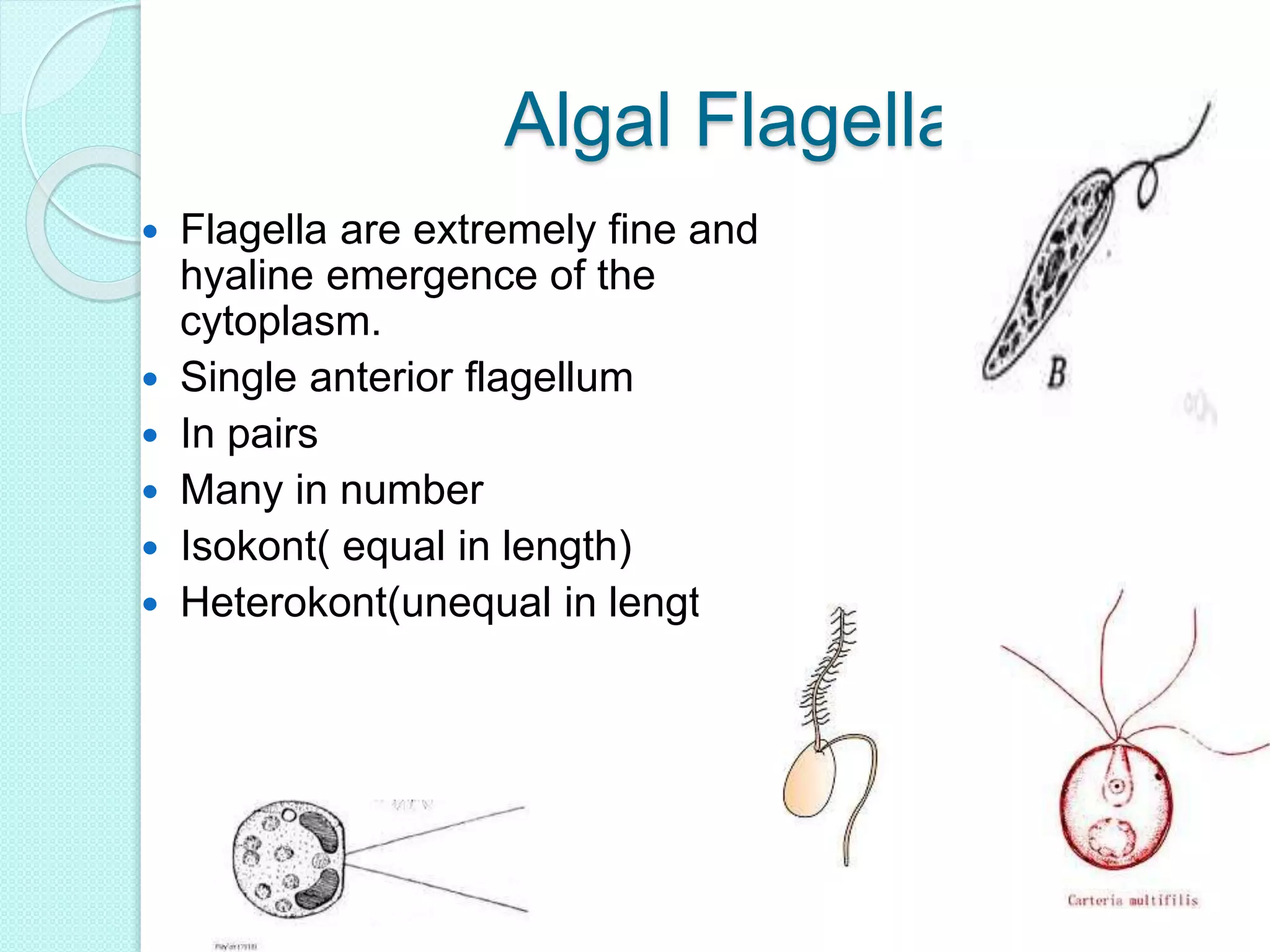Algal Flagella
 Flagella are extremely fine and
hyaline emergence of the
cytoplasm.
 Single anterior flagellum
 In pairs
 Many in number
 Isokont( equal in length)
 Heterokont(unequal in length)
 