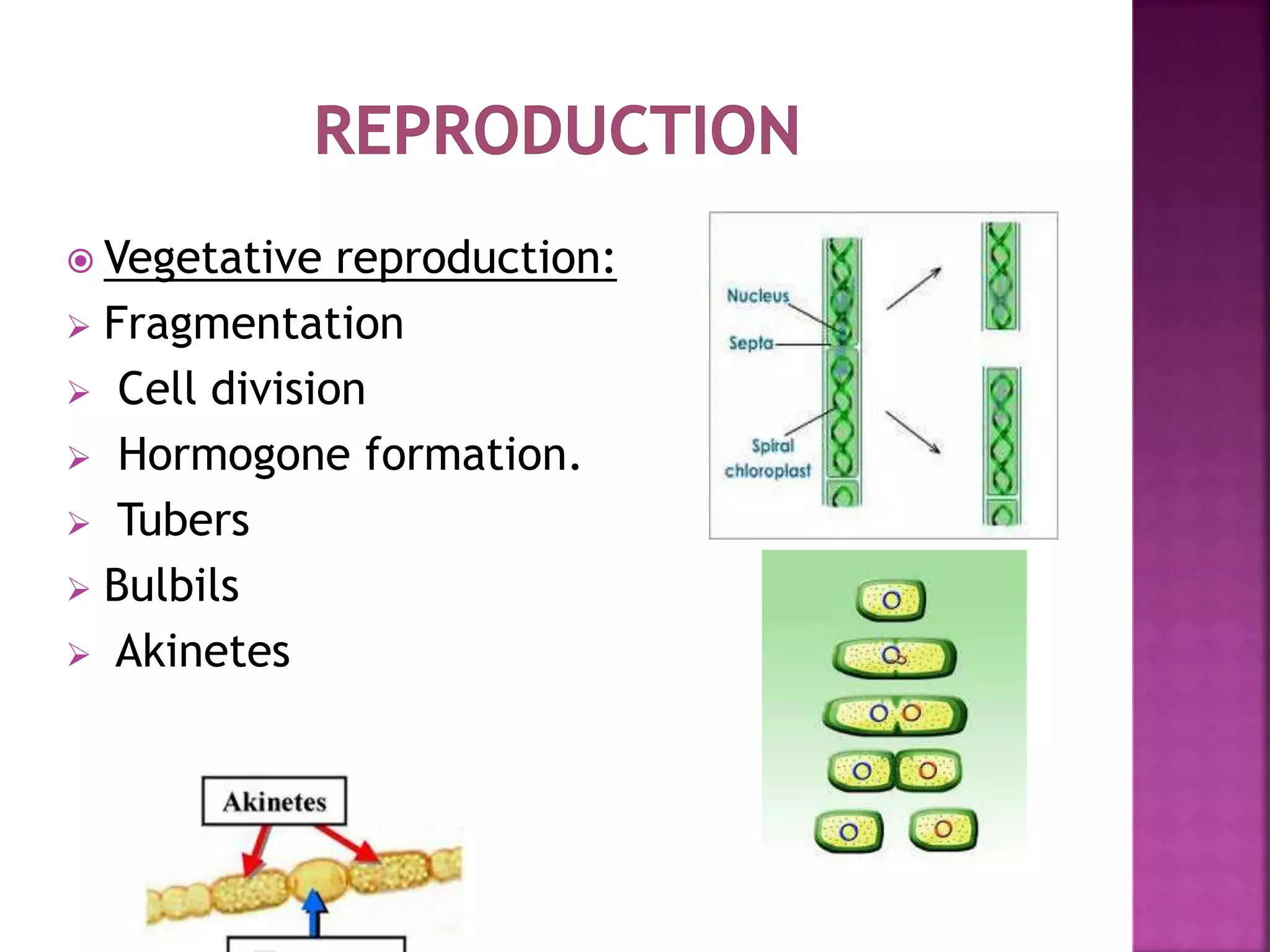  Vegetative reproduction:
 Fragmentation
 Cell division
 Hormogone formation.
 Tubers
 Bulbils
 Akinetes
 