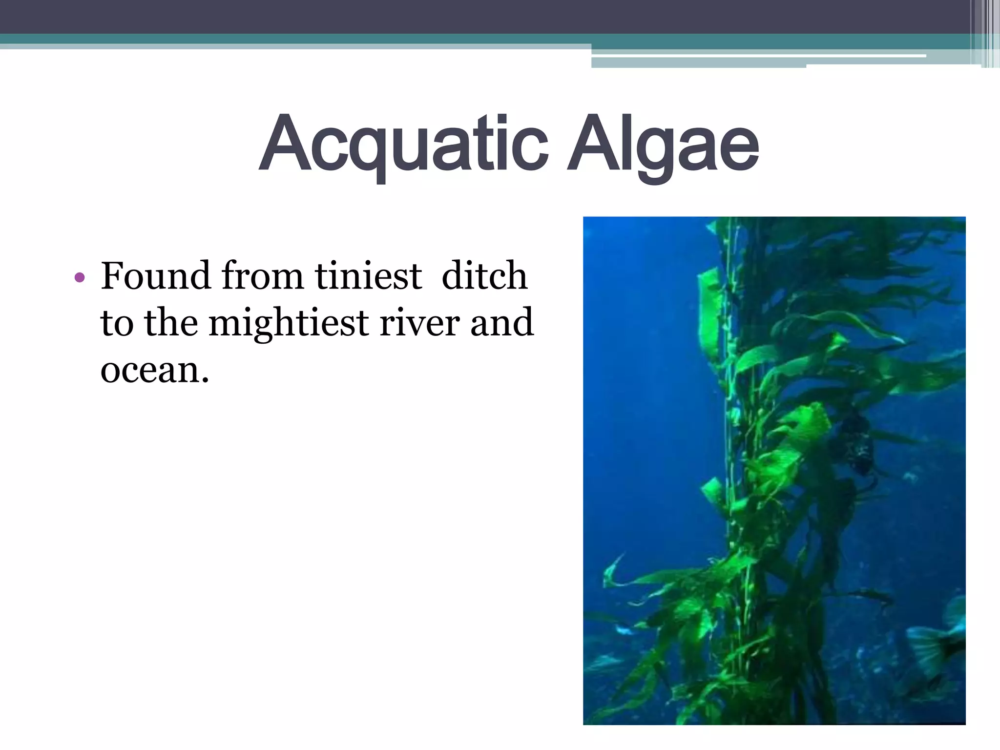 Acquatic Algae
• Found from tiniest ditch
to the mightiest river and
ocean.
 