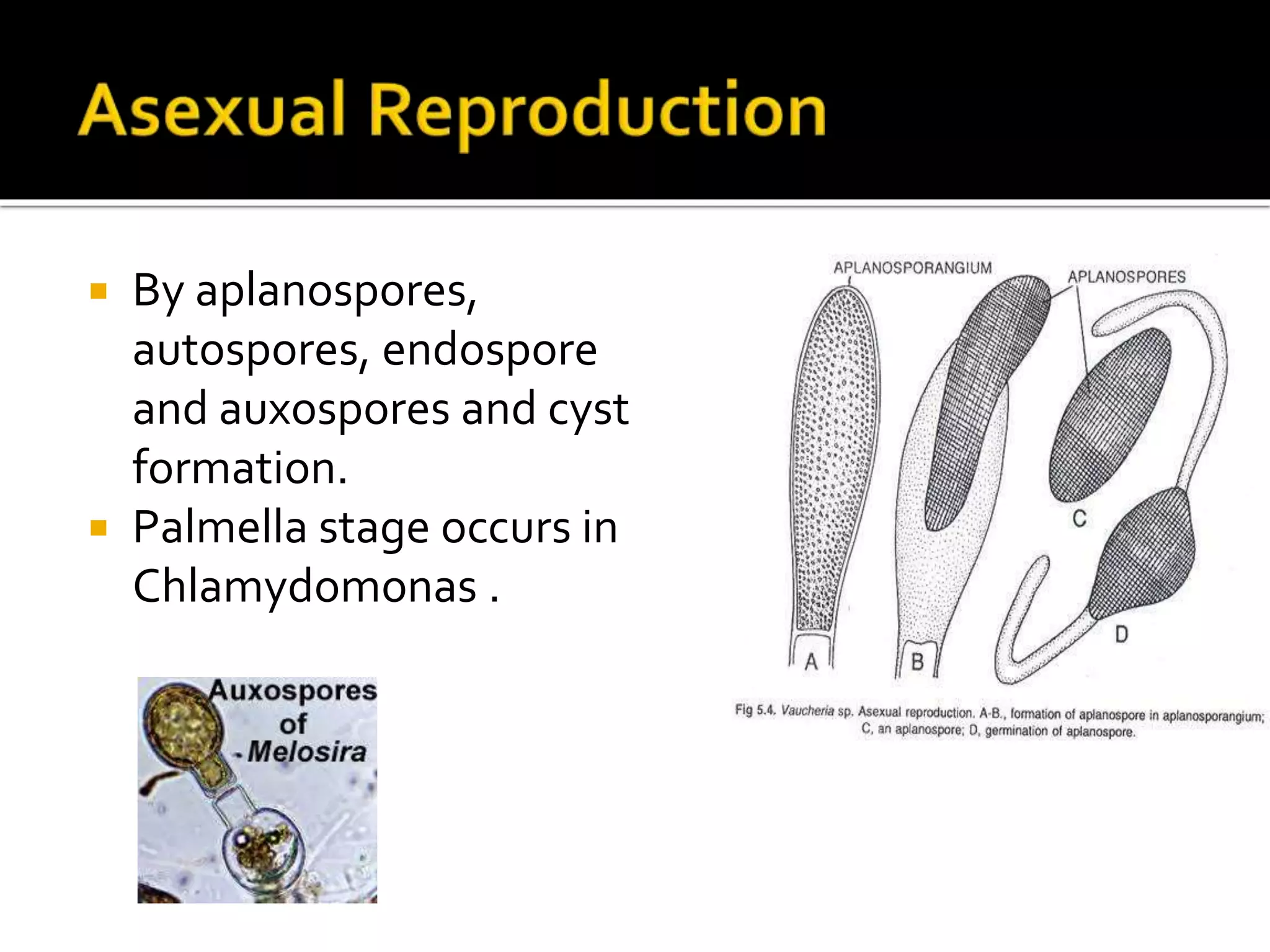  By aplanospores,
autospores, endospore
and auxospores and cyst
formation.
 Palmella stage occurs in
Chlamydomonas .
 