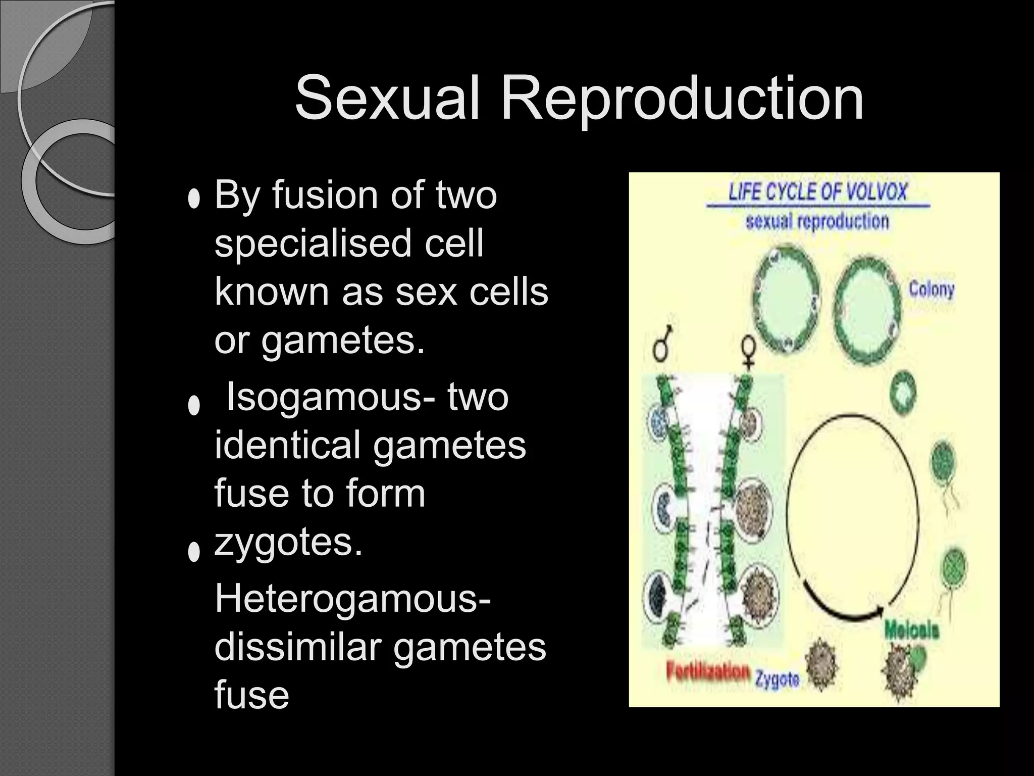 Sexual Reproduction
 By fusion of two
specialised cell
known as sex cells
or gametes.
 Isogamous- two
identical gametes
fuse to form
zygotes.
 Heterogamous-
dissimilar gametes
fuse
 