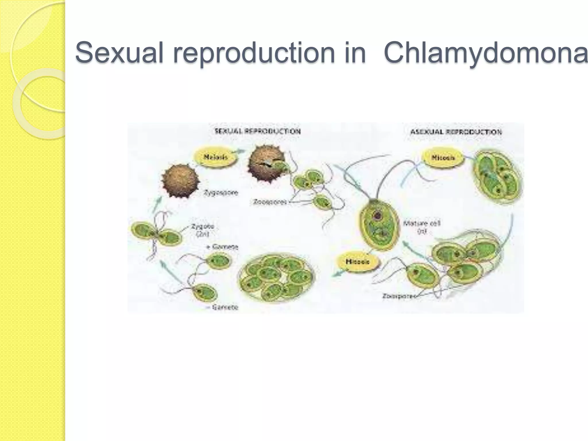 Sexual reproduction in Chlamydomona
 