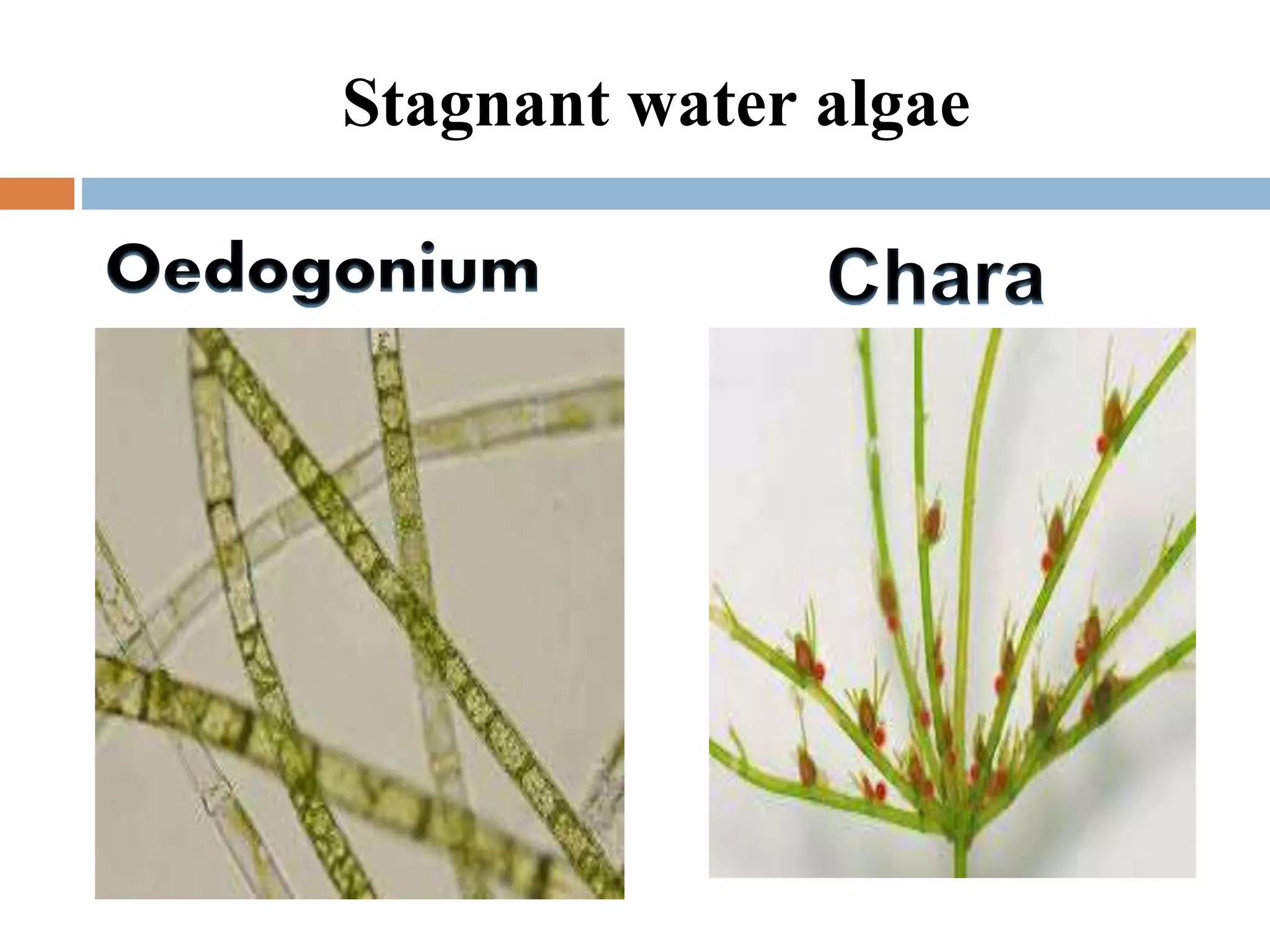 Stagnant water algae
 