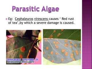 General characteristics of algae | PPTX