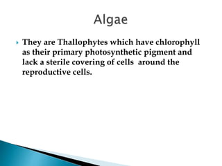  They are Thallophytes which have chlorophyll
as their primary photosynthetic pigment and
lack a sterile covering of cell...
