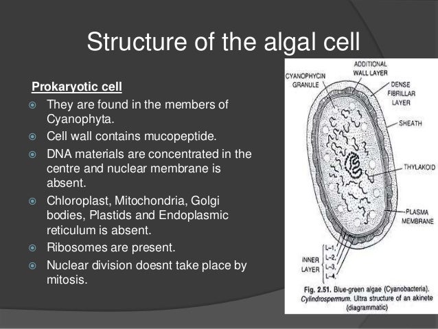 General characteristics of algae