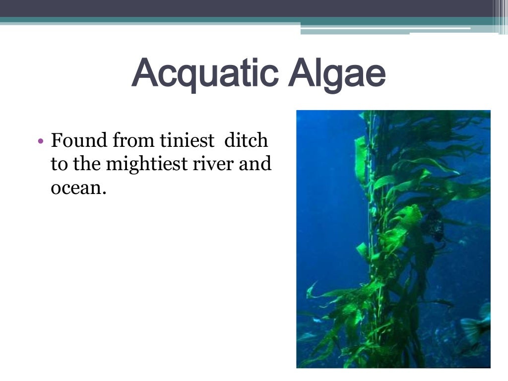 General characteristics of algae