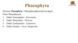 Phaeophyta
Division: Phaeophyta = Phaeophycophyta (brown algae)
Class: Phaeophyceae
1. Order: Ectocarpales – Ectocarpus
2....