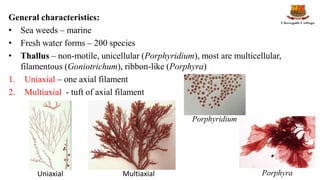 General characteristics:
• Sea weeds – marine
• Fresh water forms – 200 species
• Thallus – non-motile, unicellular (Porph...