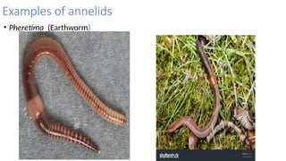 General Characteristics of annelids.pptx