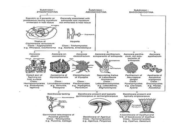 General characteristics of fungi | PDF