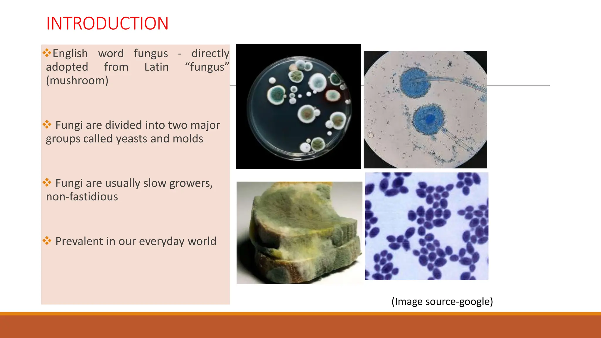 General_characteristics_of_Fungi.pdf............... | PDF