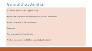 General characteristics:
1.5 million species in the kingdom Fungi
Approx. 400 fungal species - pathogenic for humans and animals
Widely distributed in the environment
Eukaryotic
Non-photosynthetic heterotrophs
Produce exoenzymes and obtain nutrients by absorption
 
