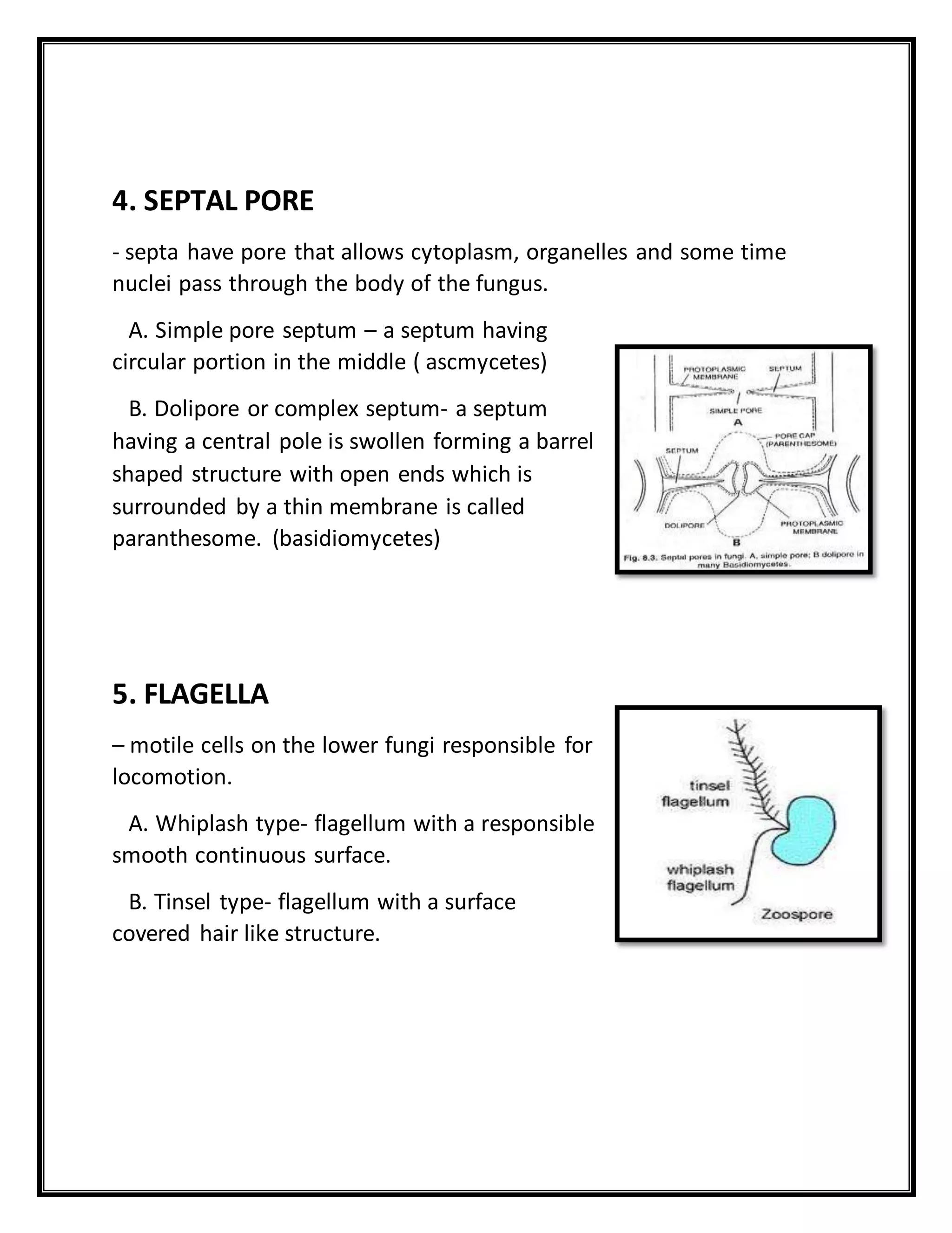 General characteristics of_fungi[1] | DOCX