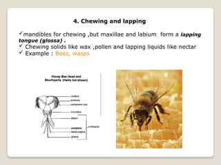 Comprehensive Overview of Insect Characteristics and Classification | PPTX