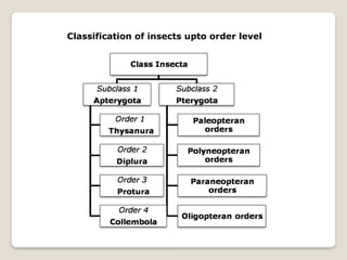 Comprehensive Overview of Insect Characteristics and Classification | PPTX
