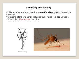 Comprehensive Overview of Insect Characteristics and Classification | PPTX