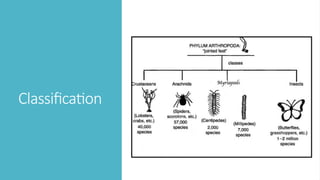 General characteristics of Phylum Annelida _ Arthropoda.pptx