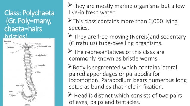 General characteristics of Phylum Annelida _ Arthropoda.pptx