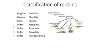 Classification of reptiles
Kingdom: Animalia
Phylum: Chordata
Class: Reptilia
1. Order. Testudines
2. Order. Squamata
3. Order. Crocodilia
4. Order. Rynchocephalia
 