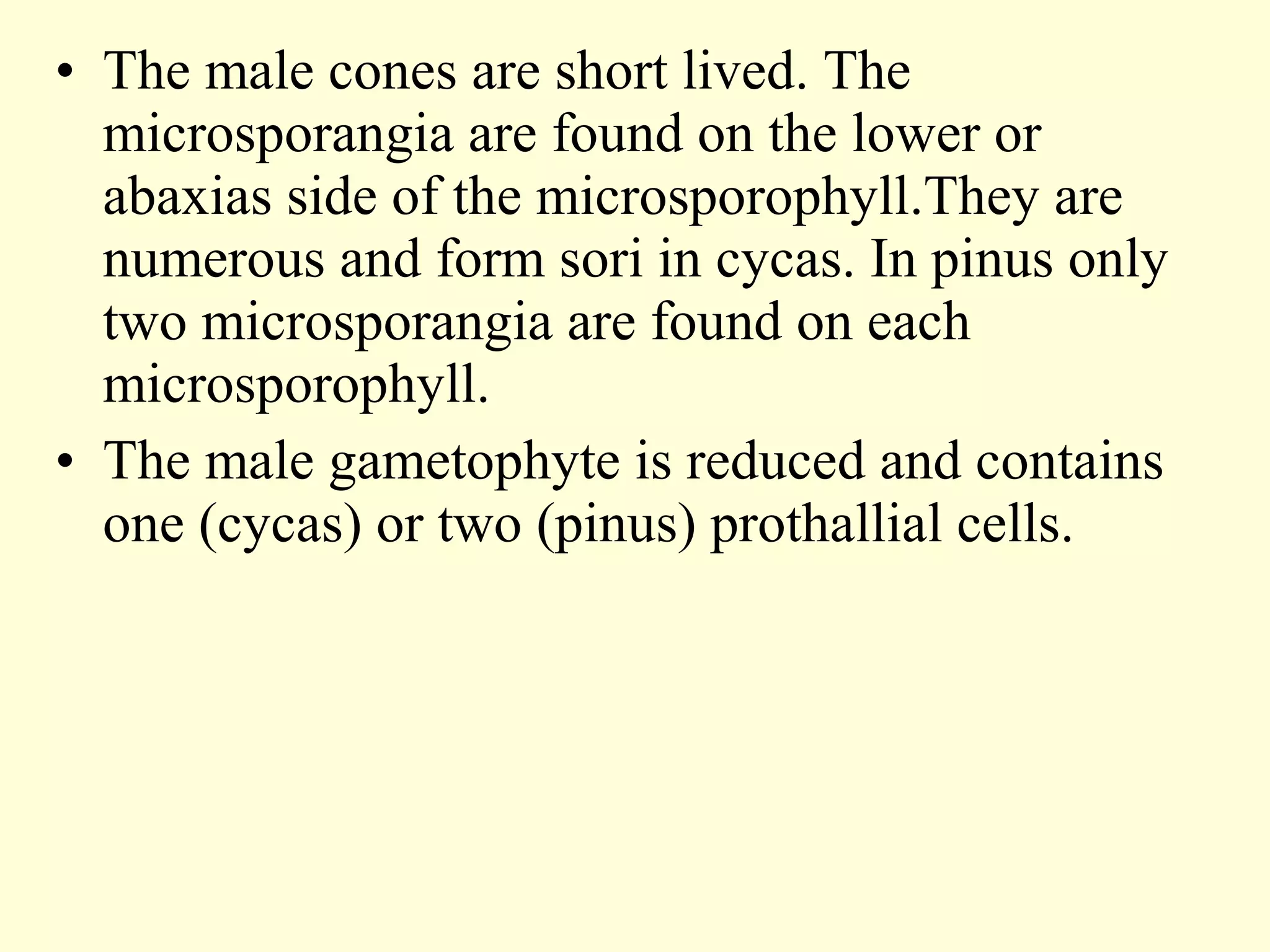 • The male cones are short lived. The
microsporangia are found on the lower or
abaxias side of the microsporophyll.They are
numerous and form sori in cycas. In pinus only
two microsporangia are found on each
microsporophyll.
• The male gametophyte is reduced and contains
one (cycas) or two (pinus) prothallial cells.
 