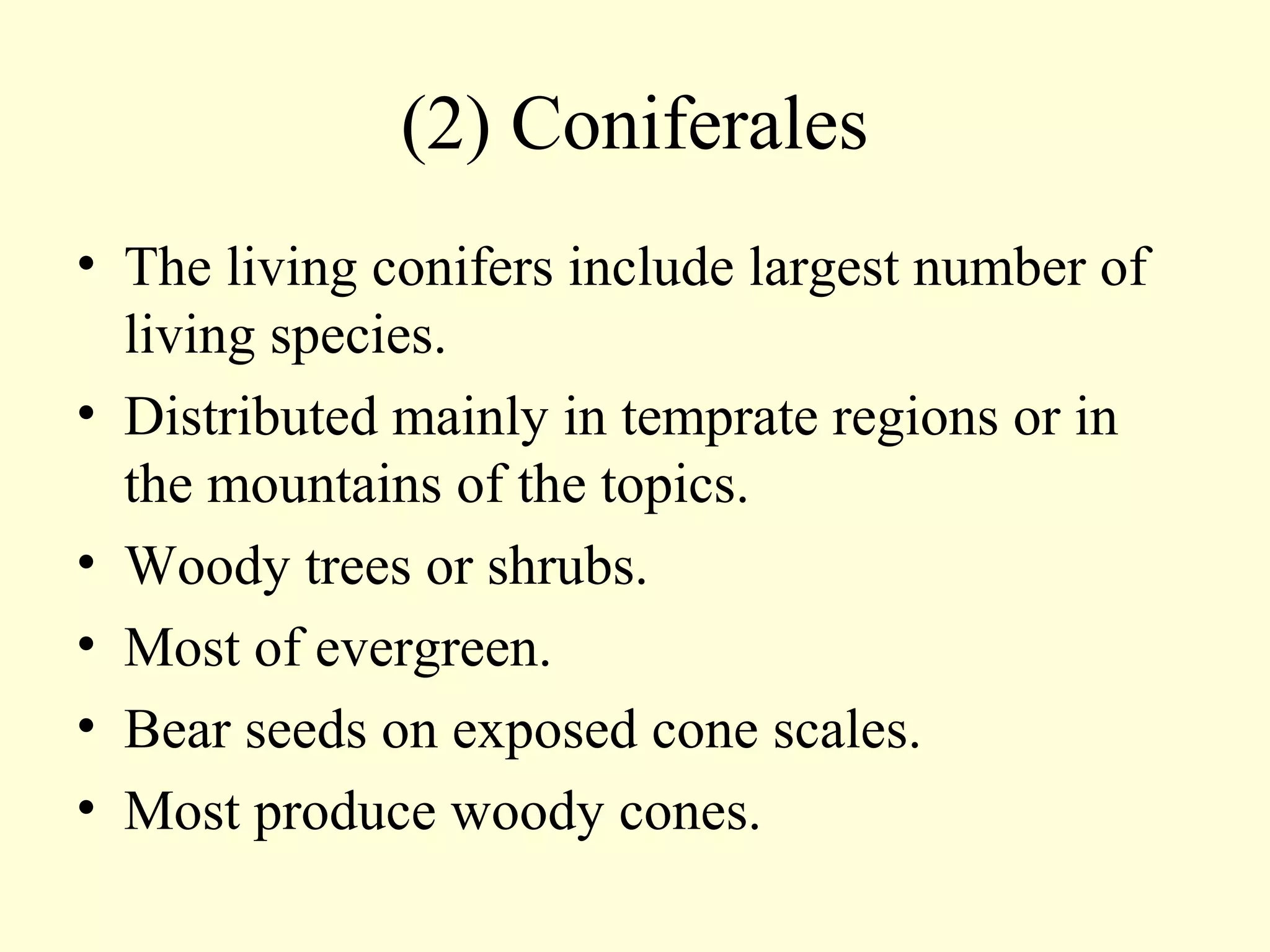 (2) Coniferales
• The living conifers include largest number of
living species.
• Distributed mainly in temprate regions or in
the mountains of the topics.
• Woody trees or shrubs.
• Most of evergreen.
• Bear seeds on exposed cone scales.
• Most produce woody cones.
 