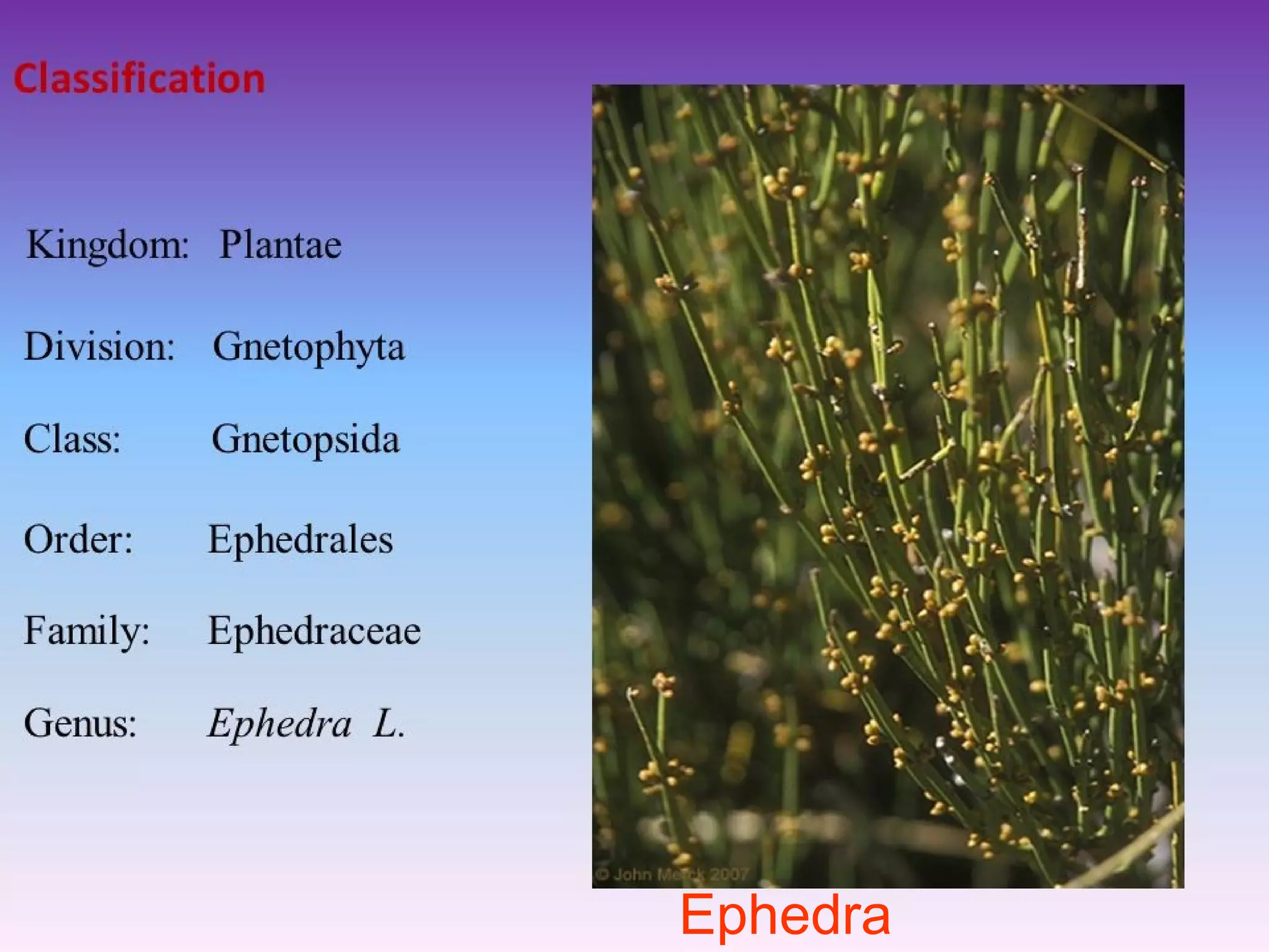 Ephedra
 