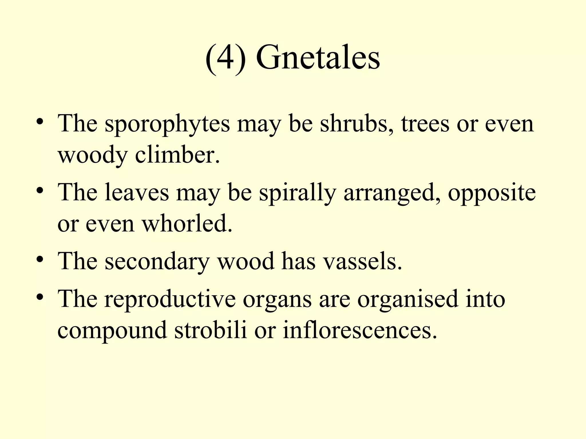 (4) Gnetales
• The sporophytes may be shrubs, trees or even
woody climber.
• The leaves may be spirally arranged, opposite
or even whorled.
• The secondary wood has vassels.
• The reproductive organs are organised into
compound strobili or inflorescences.
 