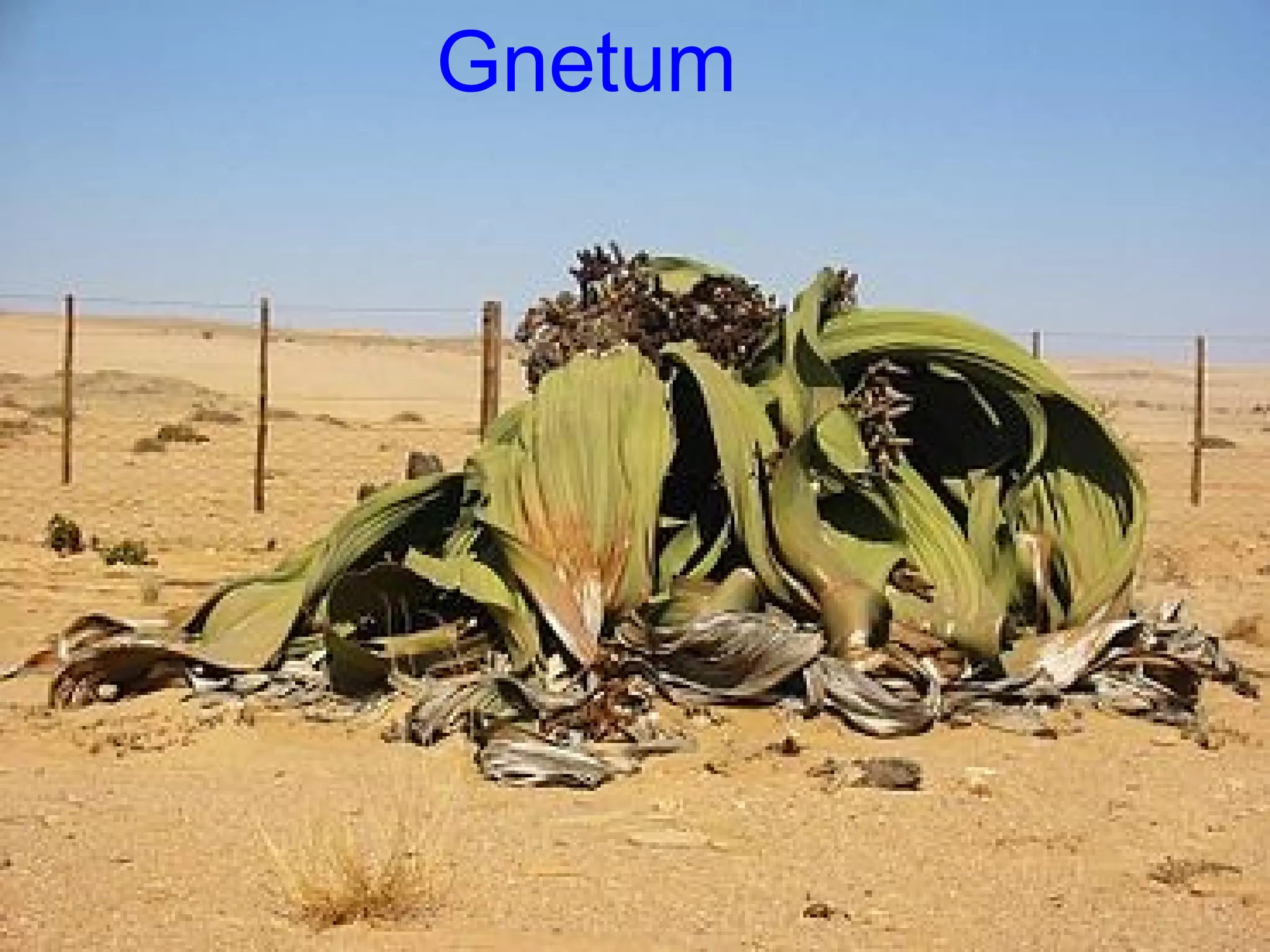 Gnetum
 