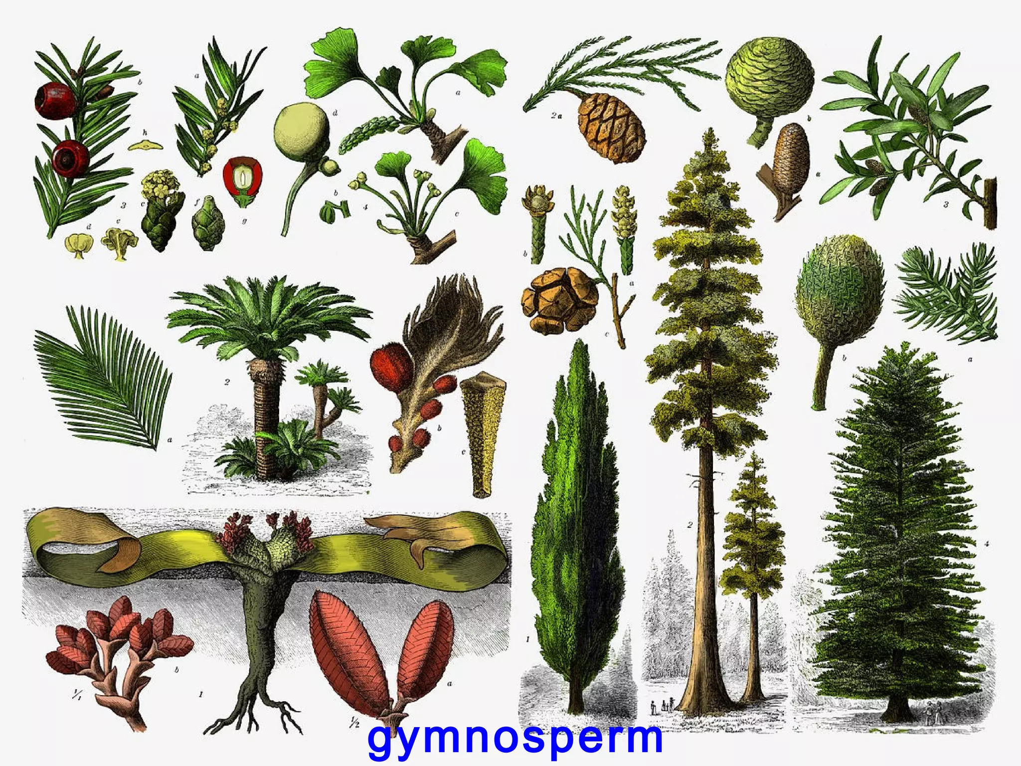 gymnosperm
 