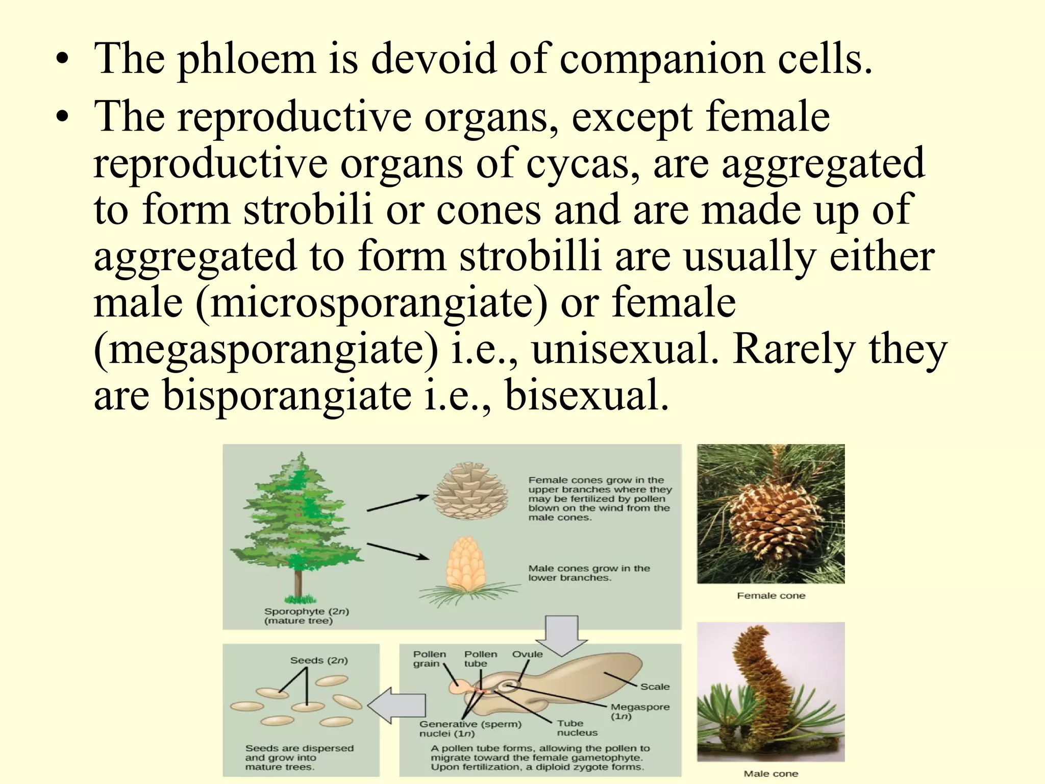 • The phloem is devoid of companion cells.
• The reproductive organs, except female
reproductive organs of cycas, are aggregated
to form strobili or cones and are made up of
aggregated to form strobilli are usually either
male (microsporangiate) or female
(megasporangiate) i.e., unisexual. Rarely they
are bisporangiate i.e., bisexual.
 