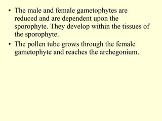 • The male and female gametophytes are
reduced and are dependent upon the
sporophyte. They develop within the tissues of
the sporophyte.
• The pollen tube grows through the female
gametophyte and reaches the archegonium.
 