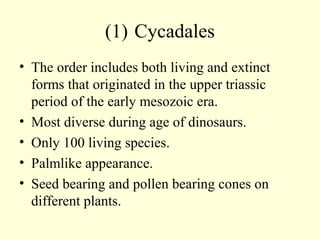 (1) Cycadales
• The order includes both living and extinct
forms that originated in the upper triassic
period of the early mesozoic era.
• Most diverse during age of dinosaurs.
• Only 100 living species.
• Palmlike appearance.
• Seed bearing and pollen bearing cones on
different plants.
 